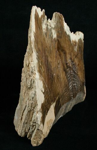 Tall Free-Standing Petrified Wood Specimen #6399